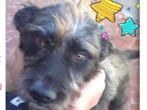 Cachorro raça Srd idade 4 anos nome Punk um fofo 