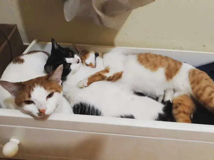 Gato raça SRD idade 7 a 11 meses nome Frajola, Finn, Georg