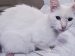 Gato raça  idade 1 ano nome Filé Miau