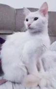 Filé Miau