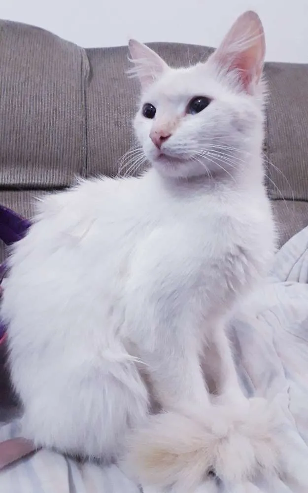 Gato raça  idade 1 ano nome Filé Miau