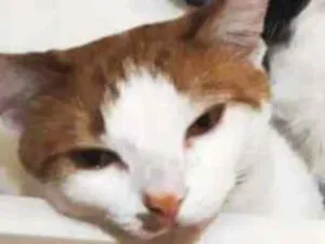 Gato raça SRD idade 7 a 11 meses nome Frajola, Finn, Georg