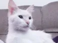 Filé Miau
