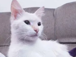 Gato raça  idade 1 ano nome Filé Miau