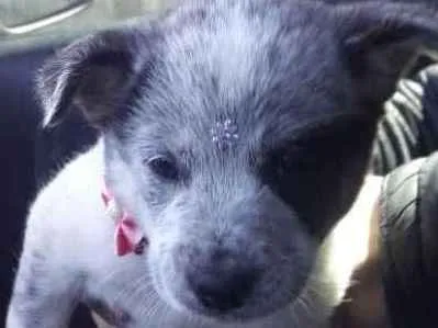 Cachorro ra a Boiadeiro Australiano idade Abaixo de 2 meses nome Kizza
