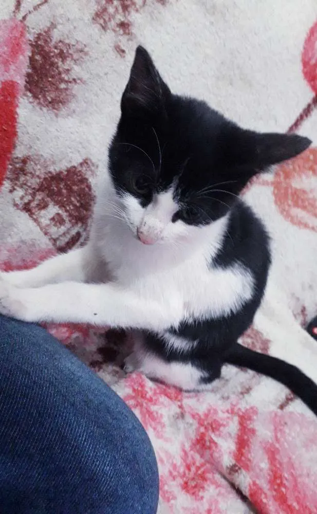 Gato raça  idade 2 a 6 meses nome Gabi