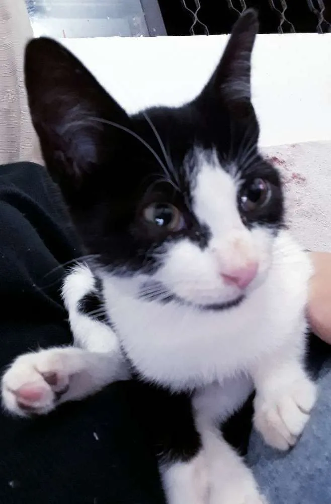 Gato raça  idade 2 a 6 meses nome Geris