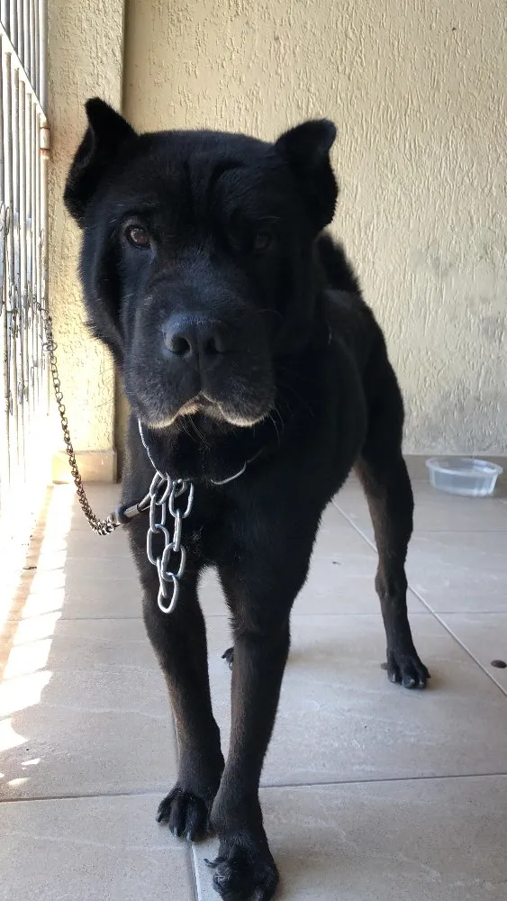 Cachorro ra a Indefinida idade 2 a 6 meses nome Thor