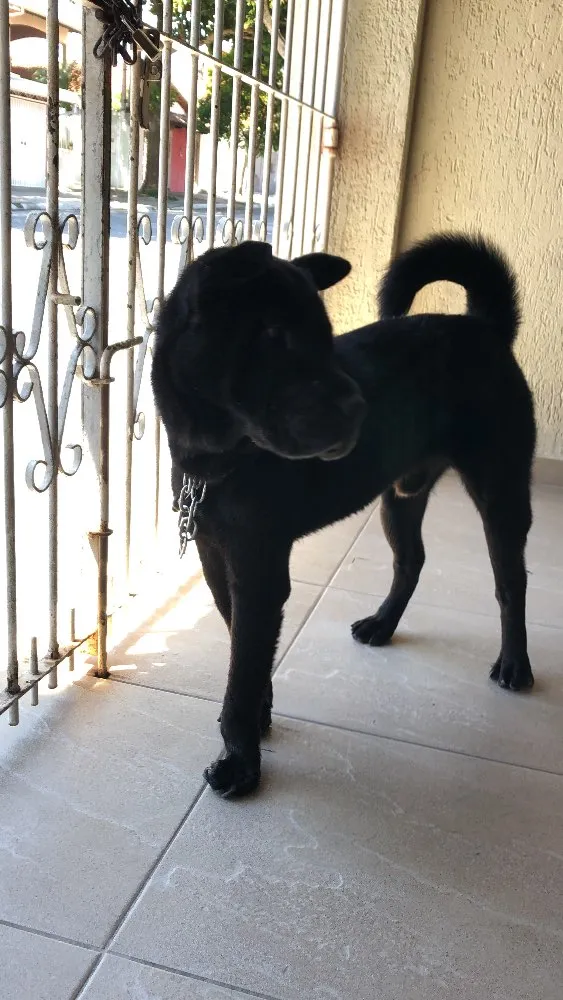 Cachorro ra a Indefinida idade 2 a 6 meses nome Thor