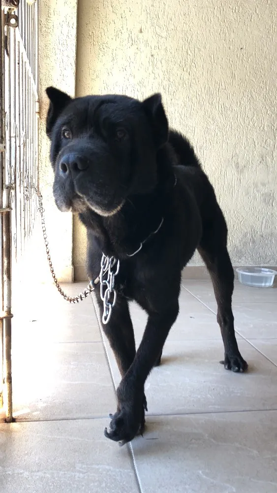 Cachorro ra a Indefinida idade 2 a 6 meses nome Thor