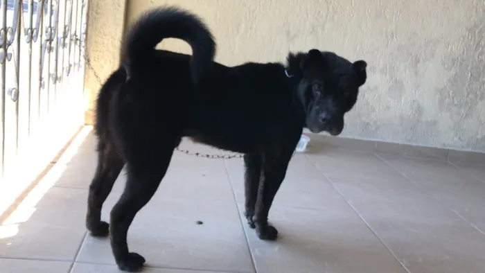 Cachorro ra a Indefinida idade 2 a 6 meses nome Thor