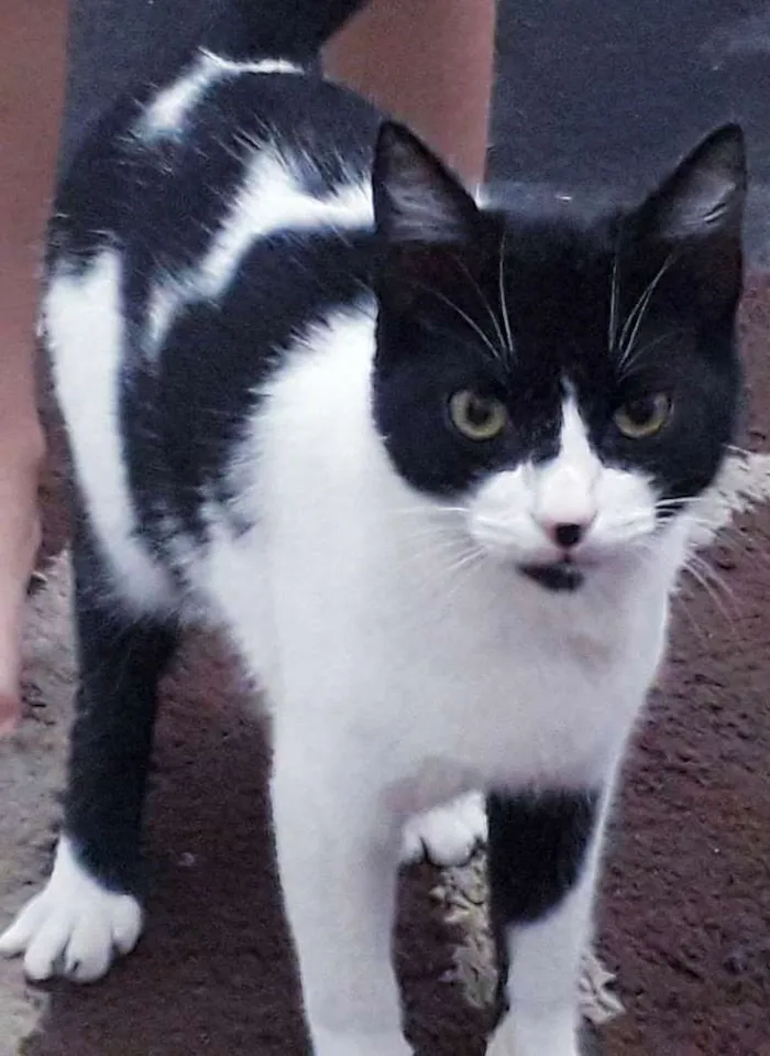 Gato raça  idade 1 ano nome Teo(Teodora)