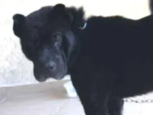 Cachorro raça Indefinida idade 2 a 6 meses nome Thor