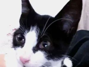 Gato raça  idade 2 a 6 meses nome Geris