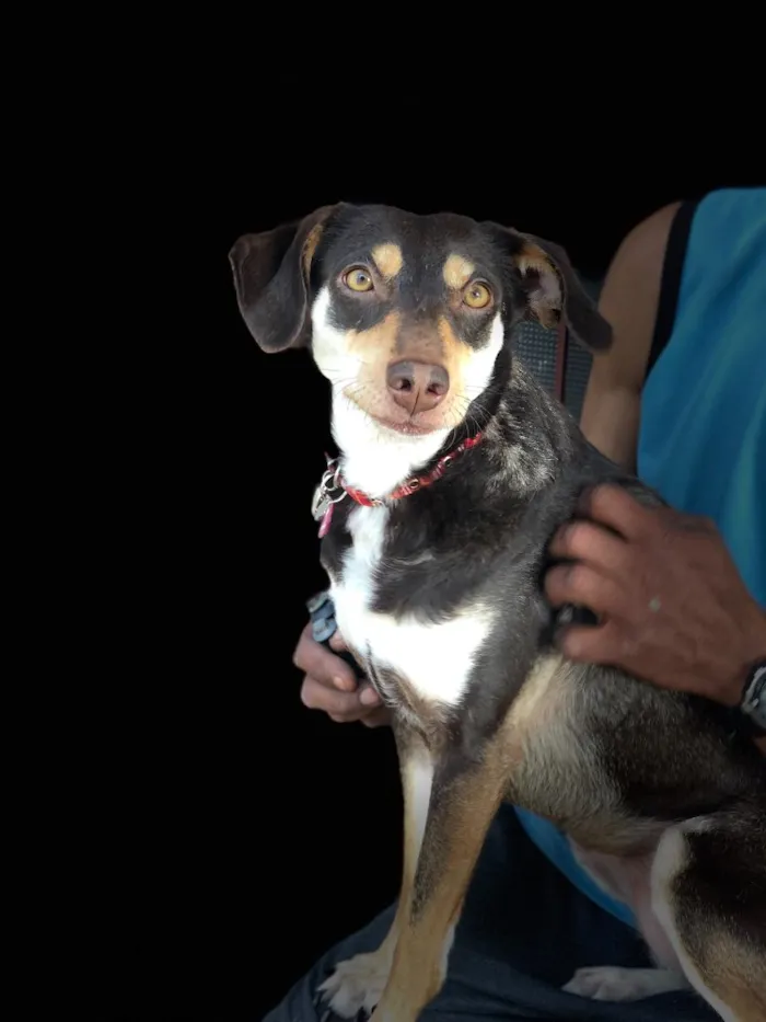 Cachorro ra a Srd idade  nome Julinha