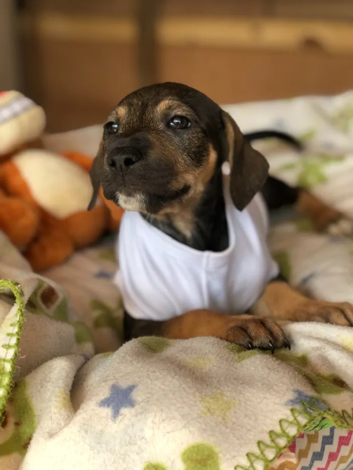 Cachorro ra a Srd idade  nome Akemi