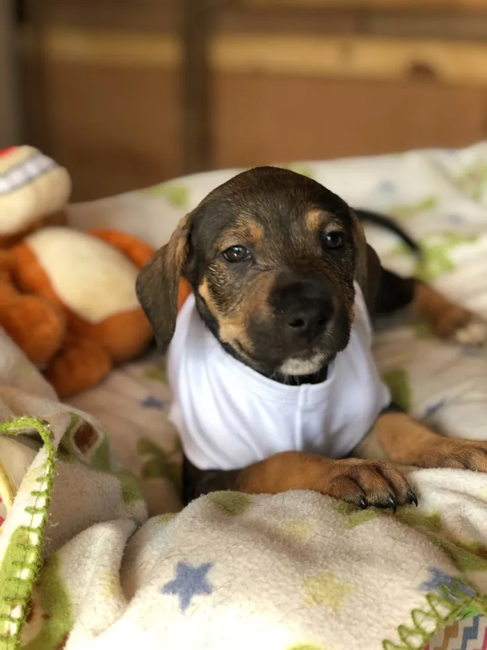 Cachorro ra a Srd idade  nome Akemi