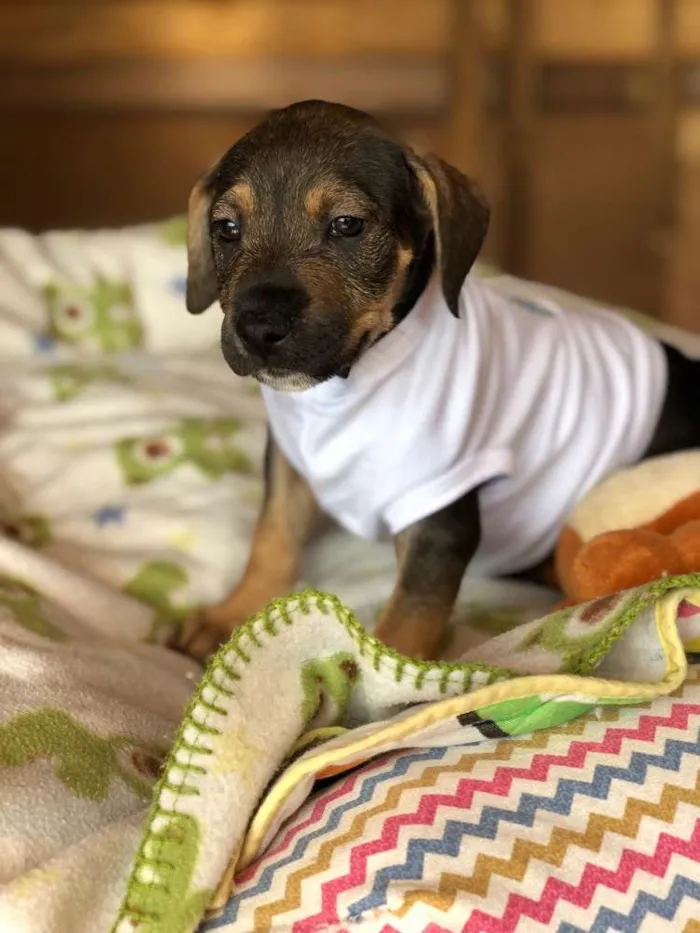 Cachorro ra a Srd idade  nome Akemi