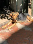 Filó