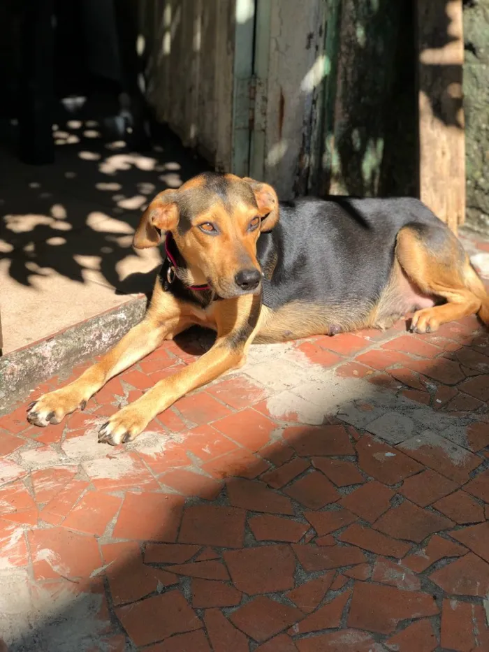 Cachorro ra a Srd idade  nome Filó