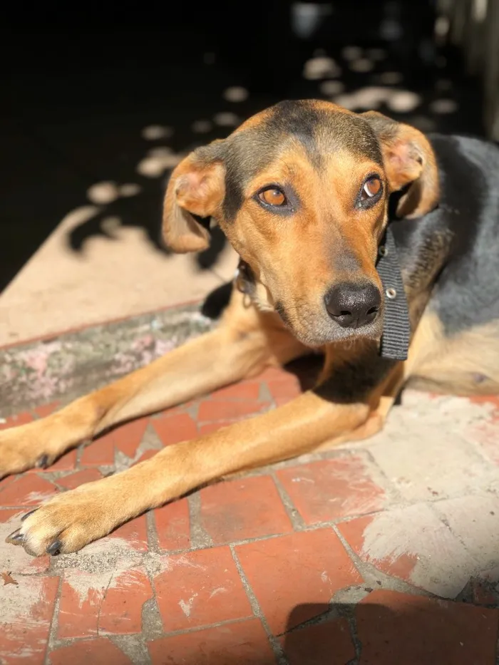Cachorro ra a Srd idade  nome Filó