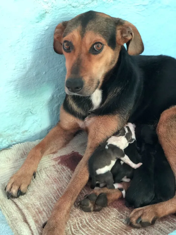 Cachorro ra a Srd idade  nome Filó