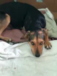 Filó