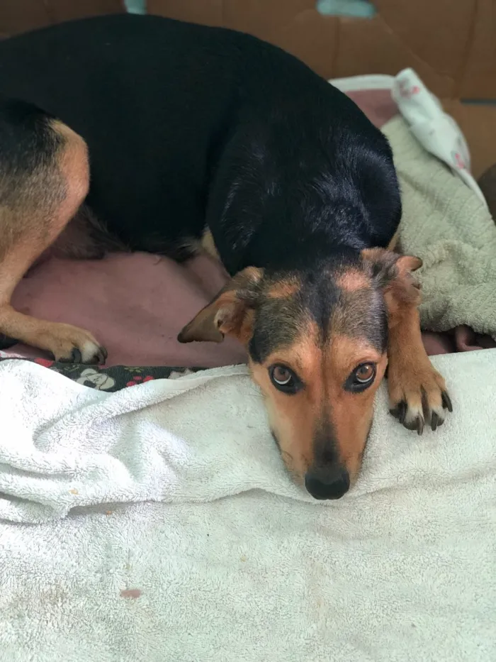Cachorro ra a Srd idade  nome Filó
