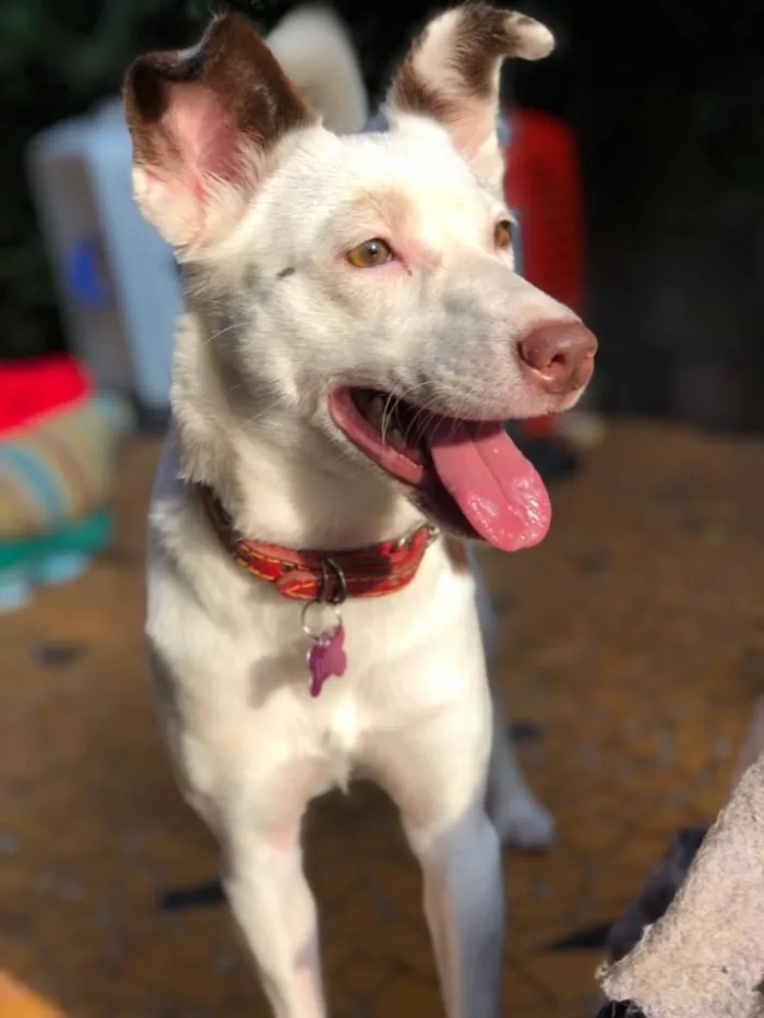 Cachorro ra a Srd idade  nome Luz