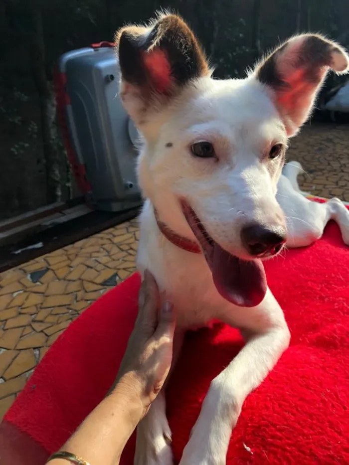 Cachorro ra a Srd idade  nome Luz