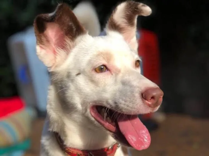 Cachorro ra a Srd idade  nome Luz