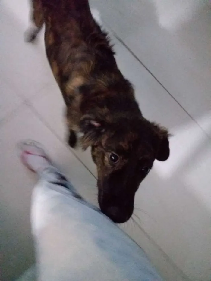 Cachorro ra a Vira lata idade 7 a 11 meses nome Lully