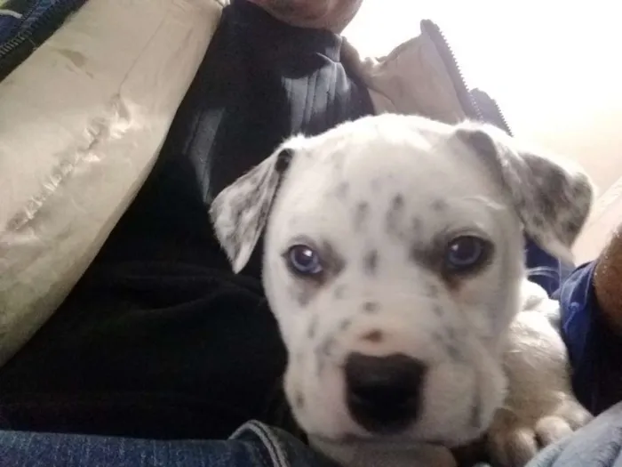 Cachorro ra a Pit Bull com labrador olhos az idade 7 a 11 meses nome Zeus