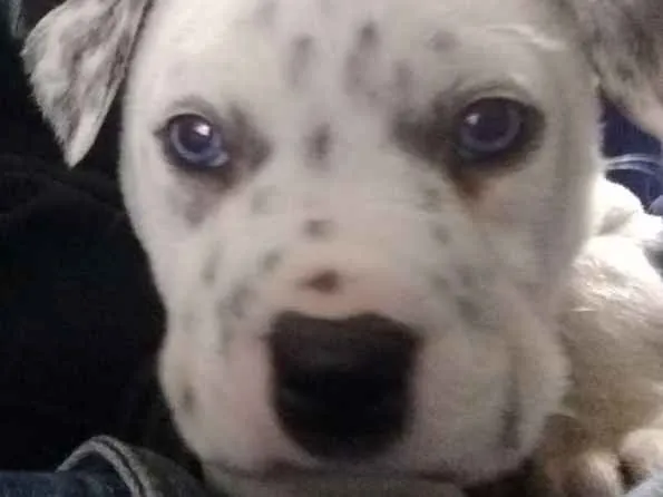 Cachorro ra a Pit Bull com labrador olhos az idade 7 a 11 meses nome Zeus