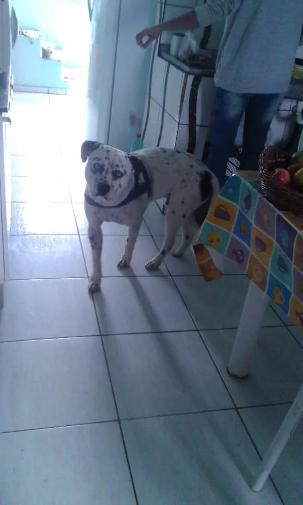 Cachorro ra a Pit Bull com labrador olhos az idade 7 a 11 meses nome Zeus
