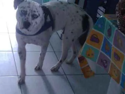 Cachorro ra a Pit Bull com labrador olhos az idade 7 a 11 meses nome Zeus