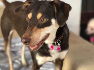 Cachorro raça Srd idade  nome Julinha