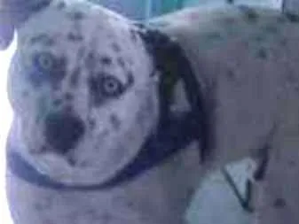 Cachorro ra a Pit Bull com labrador olhos az idade 7 a 11 meses nome Zeus