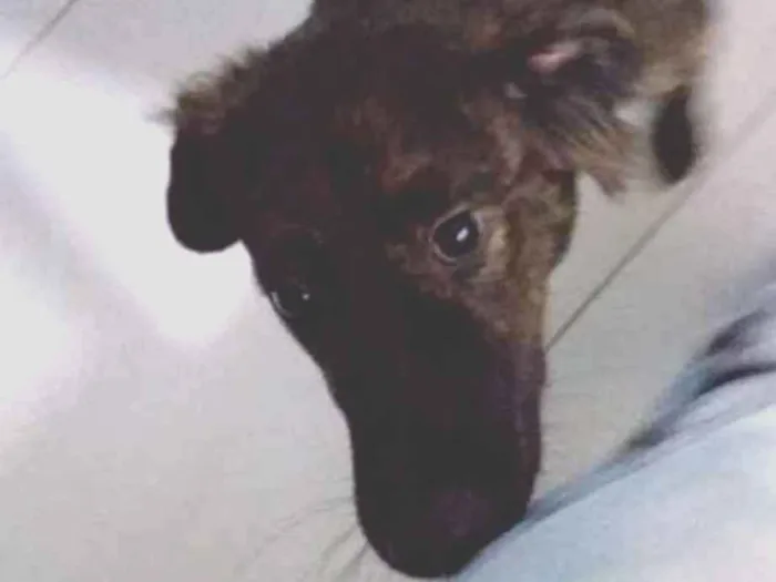 Cachorro ra a Vira lata idade 7 a 11 meses nome Lully