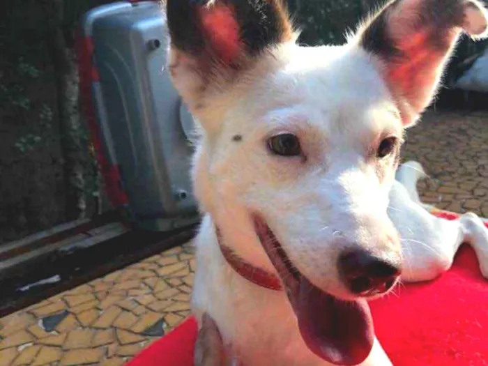 Cachorro ra a Srd idade  nome Luz