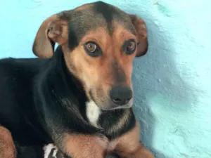 Cachorro raça Srd idade  nome Filó
