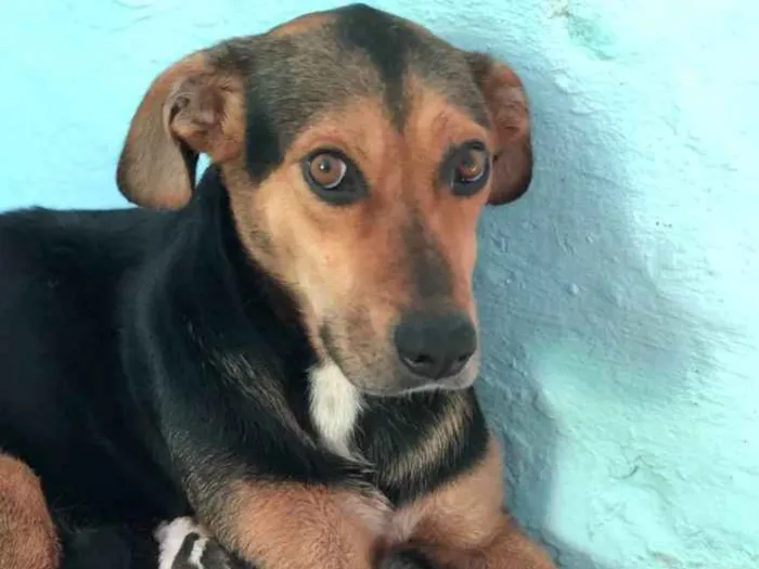 Cachorro ra a Srd idade  nome Filó