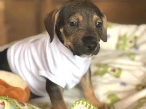 Cachorro raça Srd idade  nome Akemi