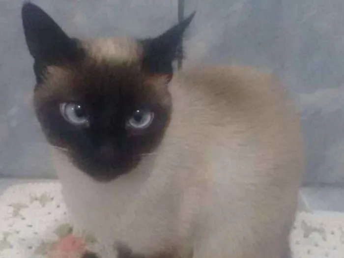 Gato ra a Siamês  idade 3 anos nome Mel