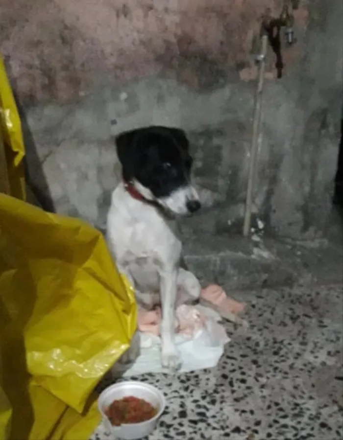 Cachorro ra a Vira lata idade 2 a 6 meses nome Não possui nome