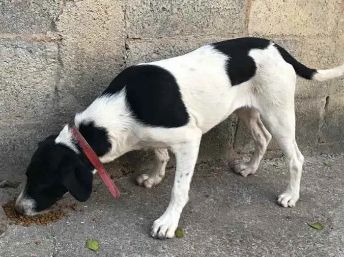 Cachorro ra a Vira lata idade 2 a 6 meses nome Não possui nome