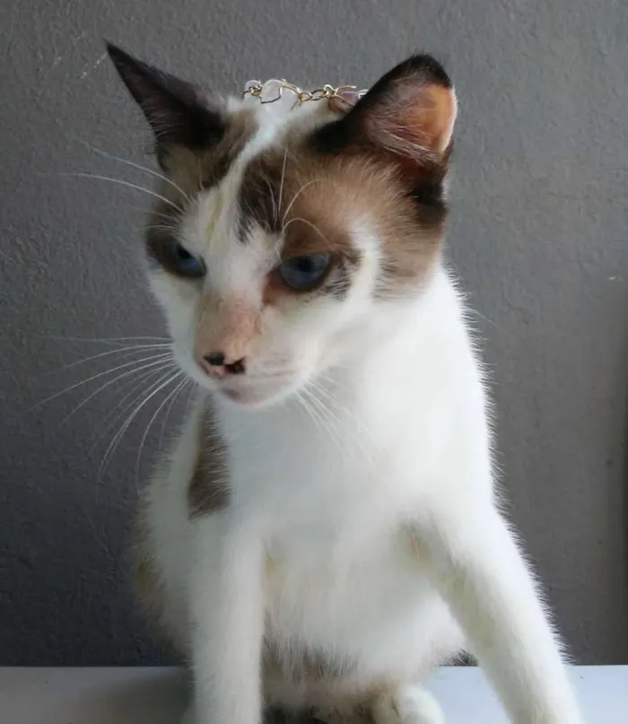 Gato raça  idade 1 ano nome Chanel