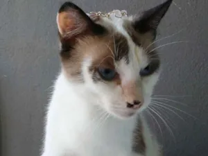 Gato raça  idade 1 ano nome Chanel