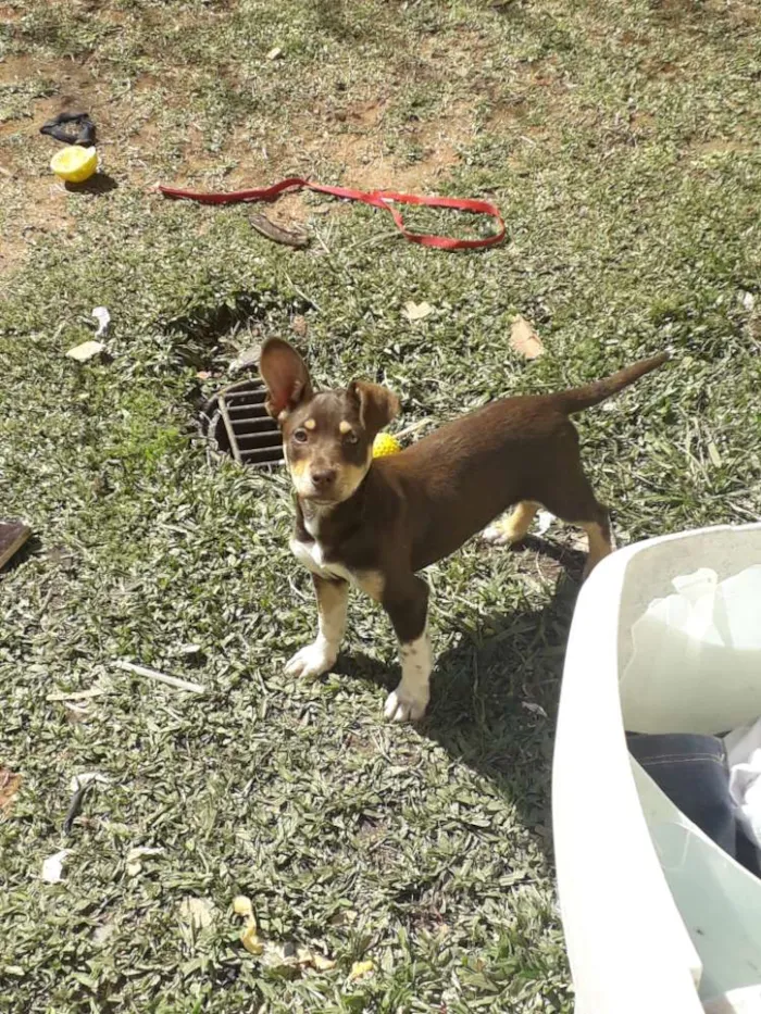 Cachorro raça ? idade 2 a 6 meses nome Mel