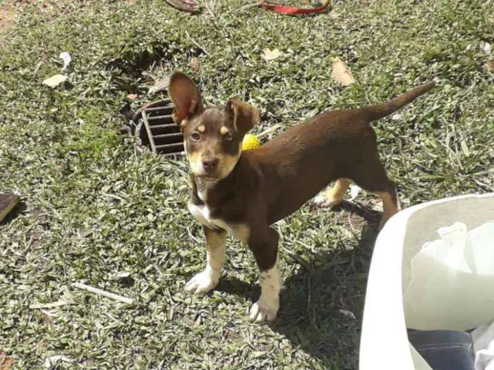 Cachorro raça ? idade 2 a 6 meses nome Mel